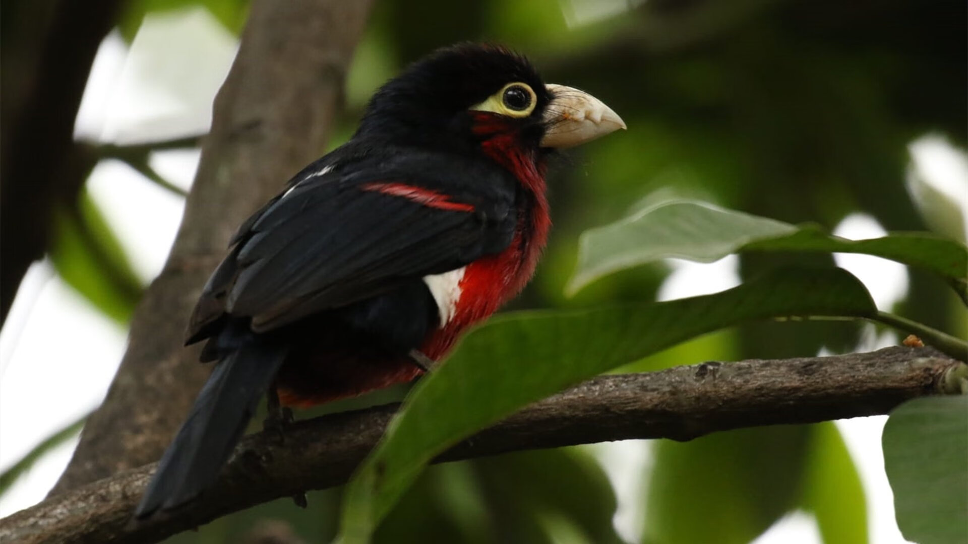 助攻数创新高，团队协作让北京队笑到最后，北京队领队